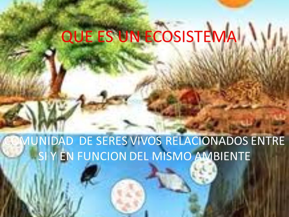 QUE ES UN ECOSISTEMA COMUNIDAD DE SERES VIVOS RELACIONADOS ENTRE SI Y EN FUNCION DEL MISMO AMBIENTE.