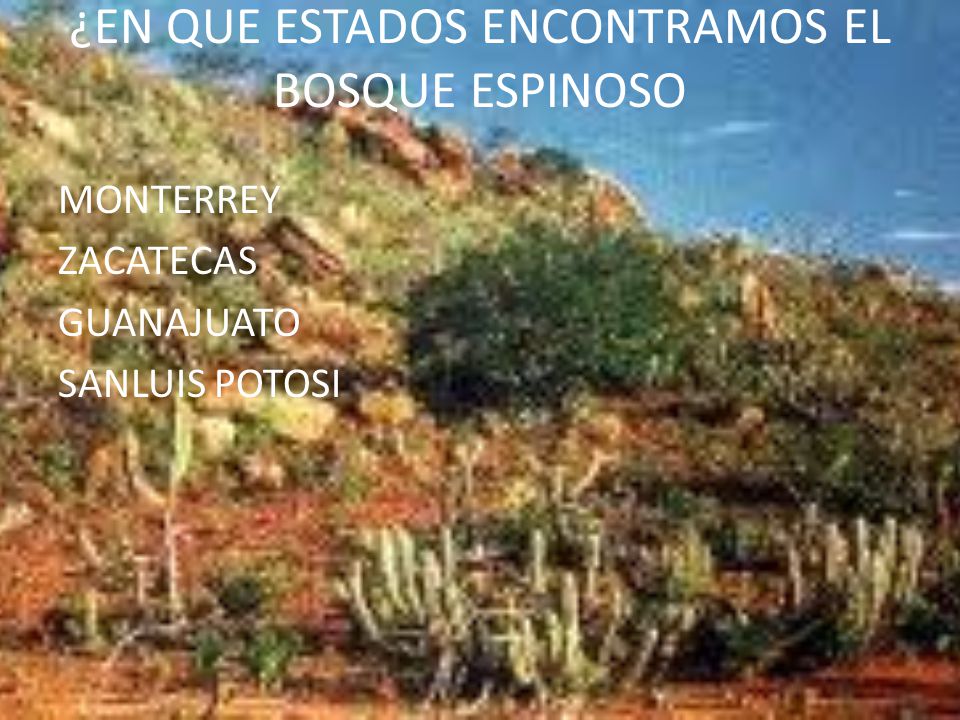 ¿EN QUE ESTADOS ENCONTRAMOS EL BOSQUE ESPINOSO
