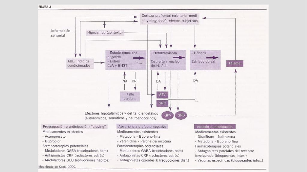 Moduladores GABA bacofleno; antiespasmódico muscular miorelajante, fendilina vasodilatador coronario