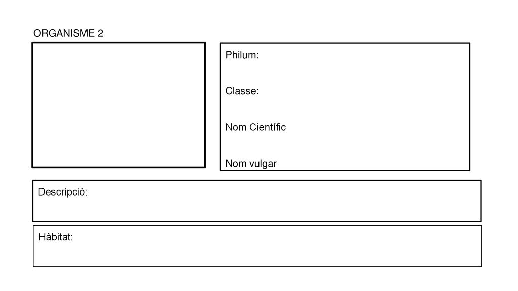 ORGANISME 2 Philum: Classe: Nom Científic Nom vulgar Descripció: Hàbitat: