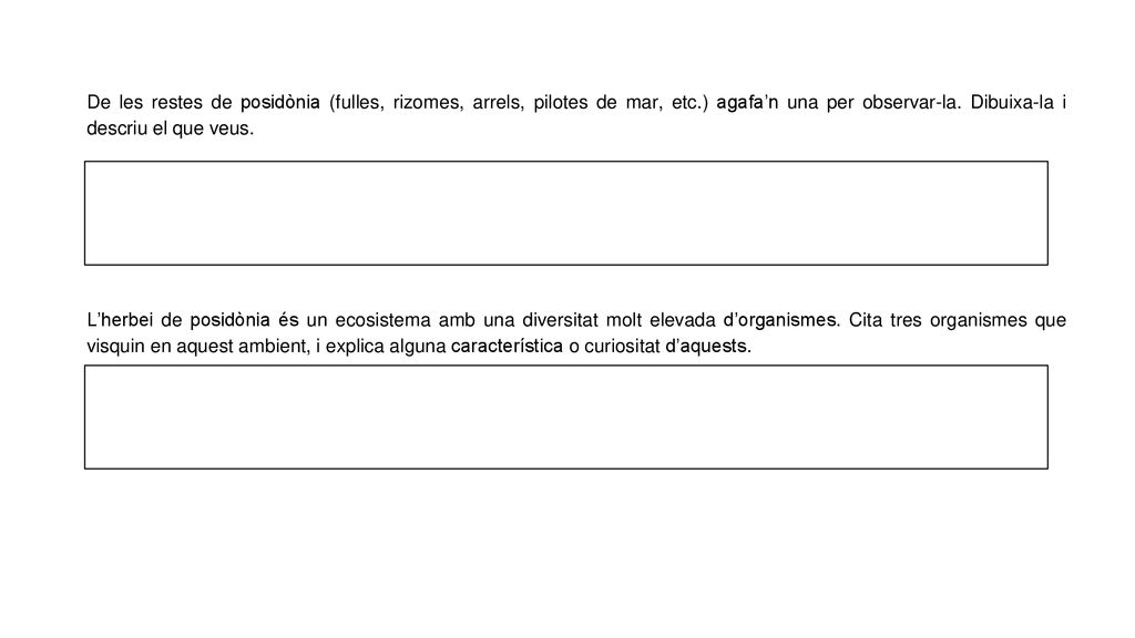 De les restes de posidònia (fulles, rizomes, arrels, pilotes de mar, etc.) agafa’n una per observar-la. Dibuixa-la i descriu el que veus.