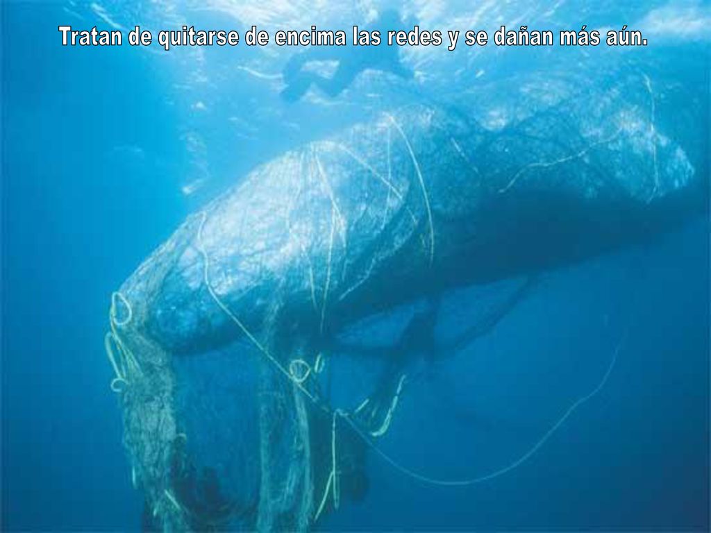 Tratan de quitarse de encima las redes y se dañan más aún.