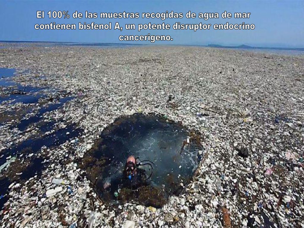 El 100% de las muestras recogidas de agua de mar