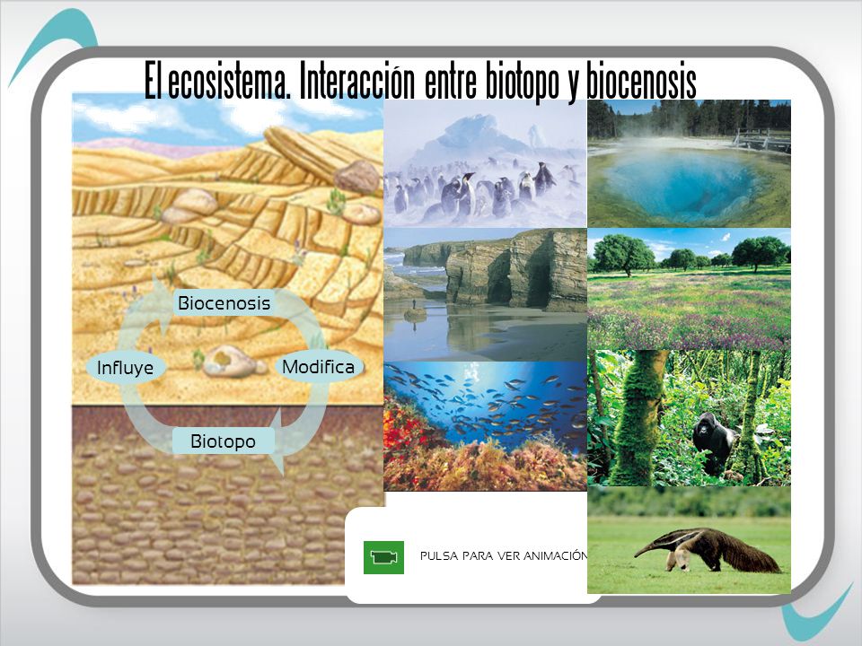 El ecosistema. Interacción entre biotopo y biocenosis