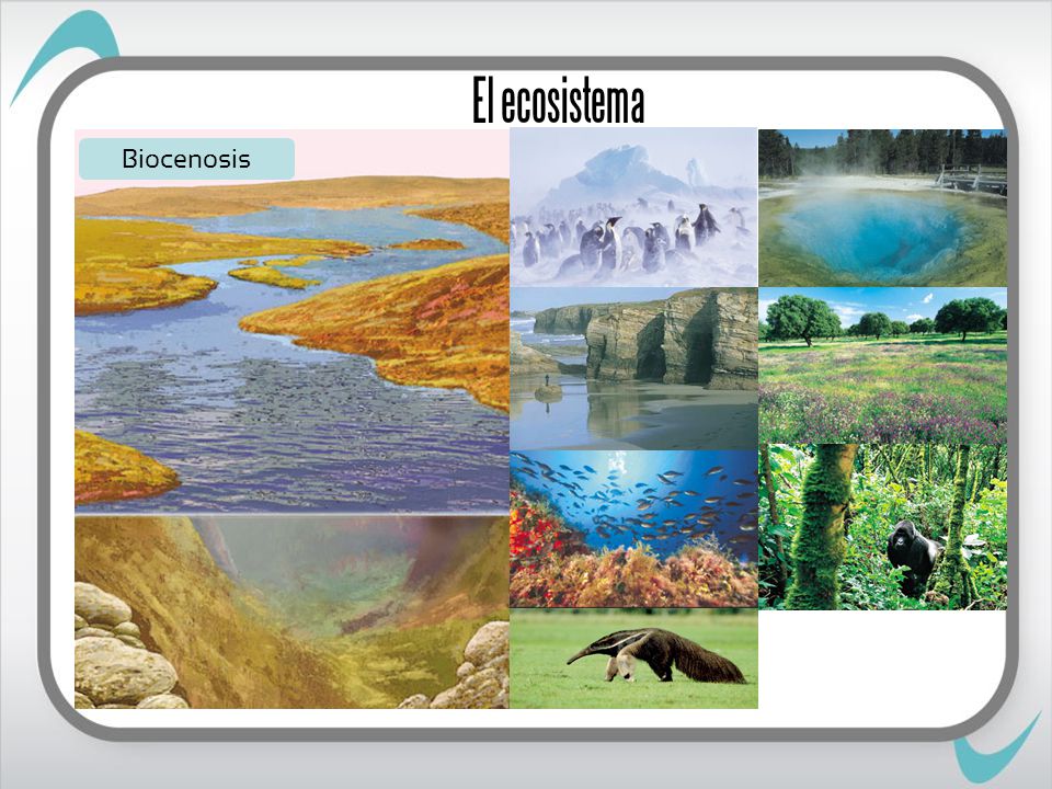 El ecosistema Biocenosis