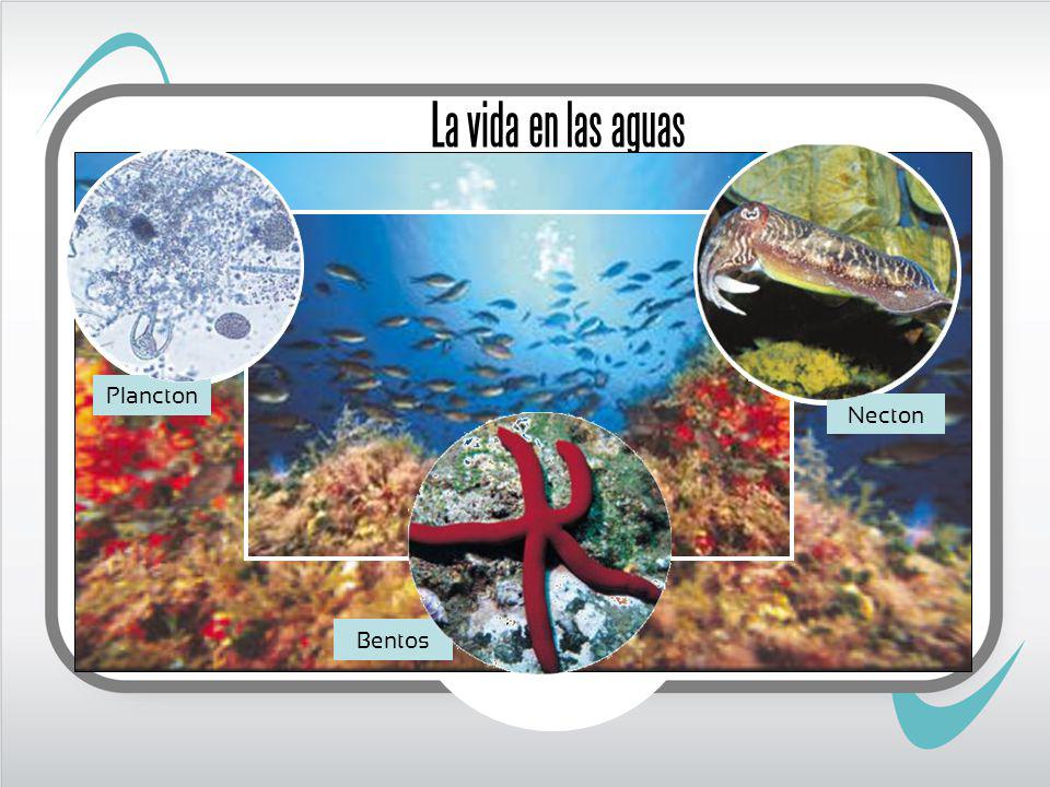 La vida en las aguas Plancton Necton Bentos