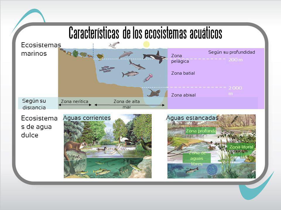 Características de los ecosistemas acuáticos