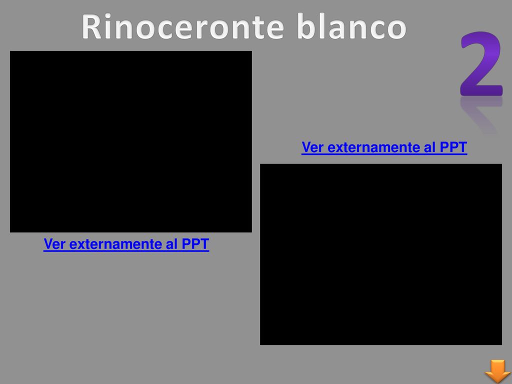 Rinoceronte blanco 2 Ver externamente al PPT Ver externamente al PPT