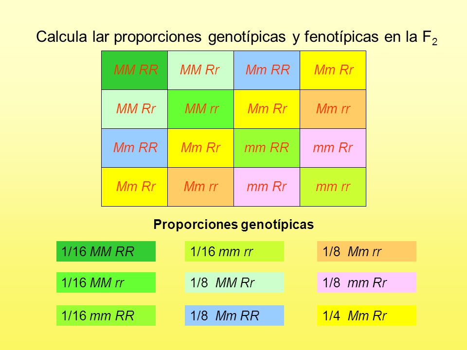 Proporciones genotípicas