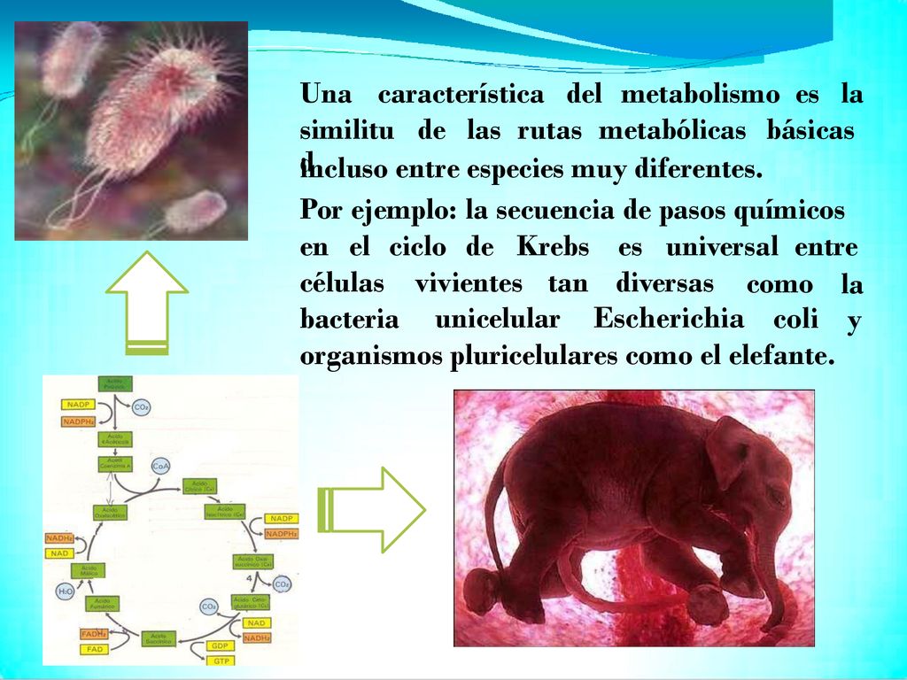 coli Una característica del metabolismo es la similitu d de las rutas