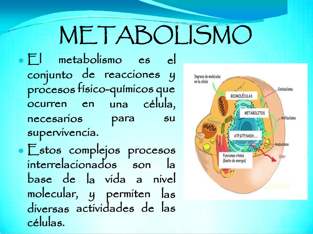 METABOLISMO El metabolismo es el y conjunto procesos ocurren de