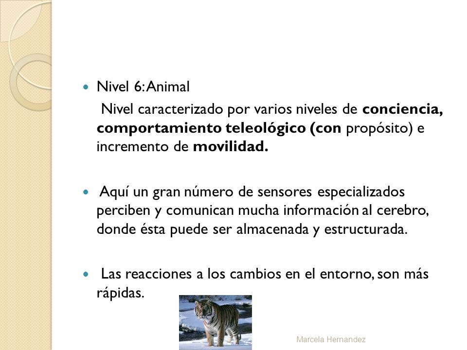 Las reacciones a los cambios en el entorno, son más rápidas.