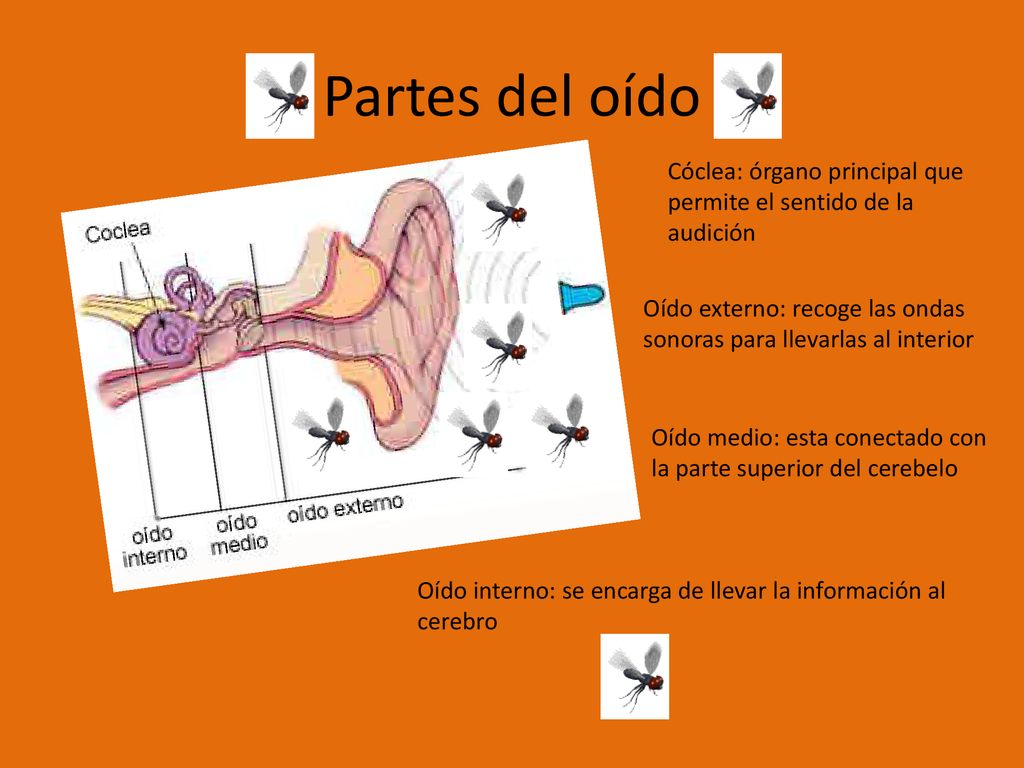 Partes del oído Cóclea: órgano principal que permite el sentido de la audición. Oído externo: recoge las ondas sonoras para llevarlas al interior.