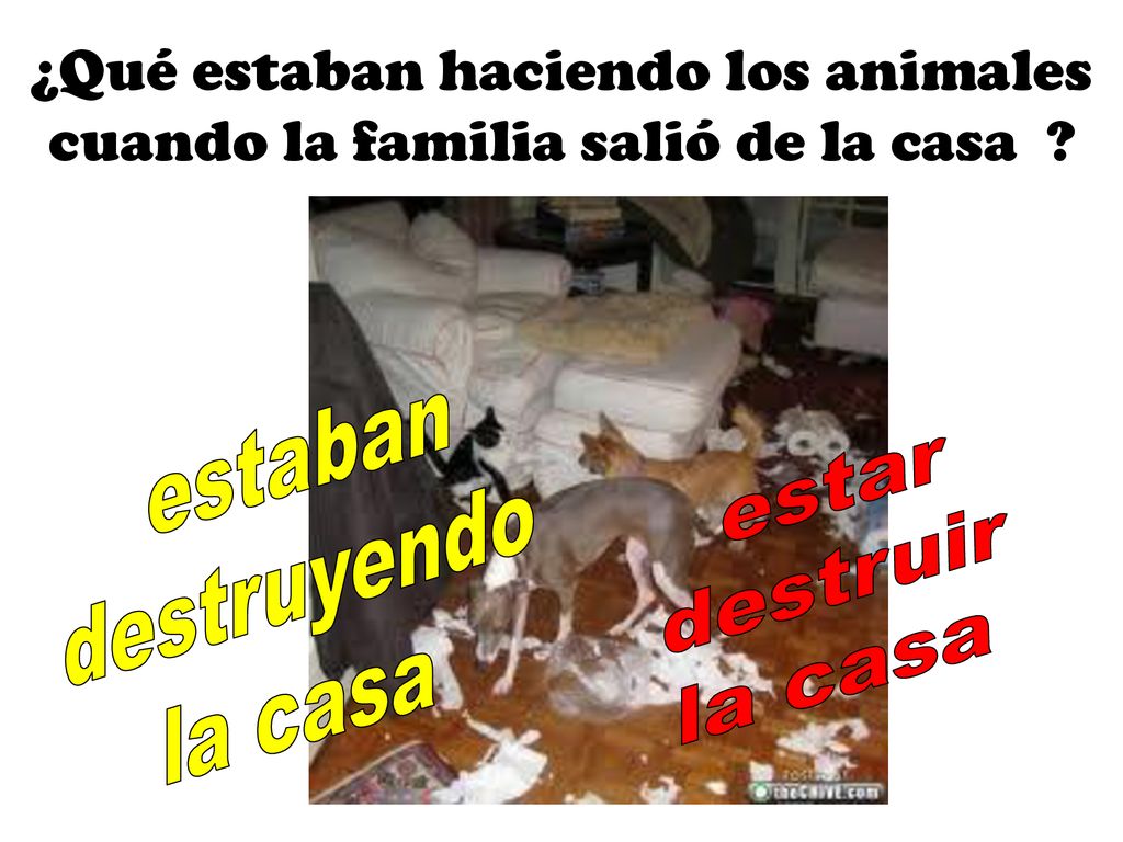 ¿Qué estaban haciendo los animales cuando la familia salió de la casa
