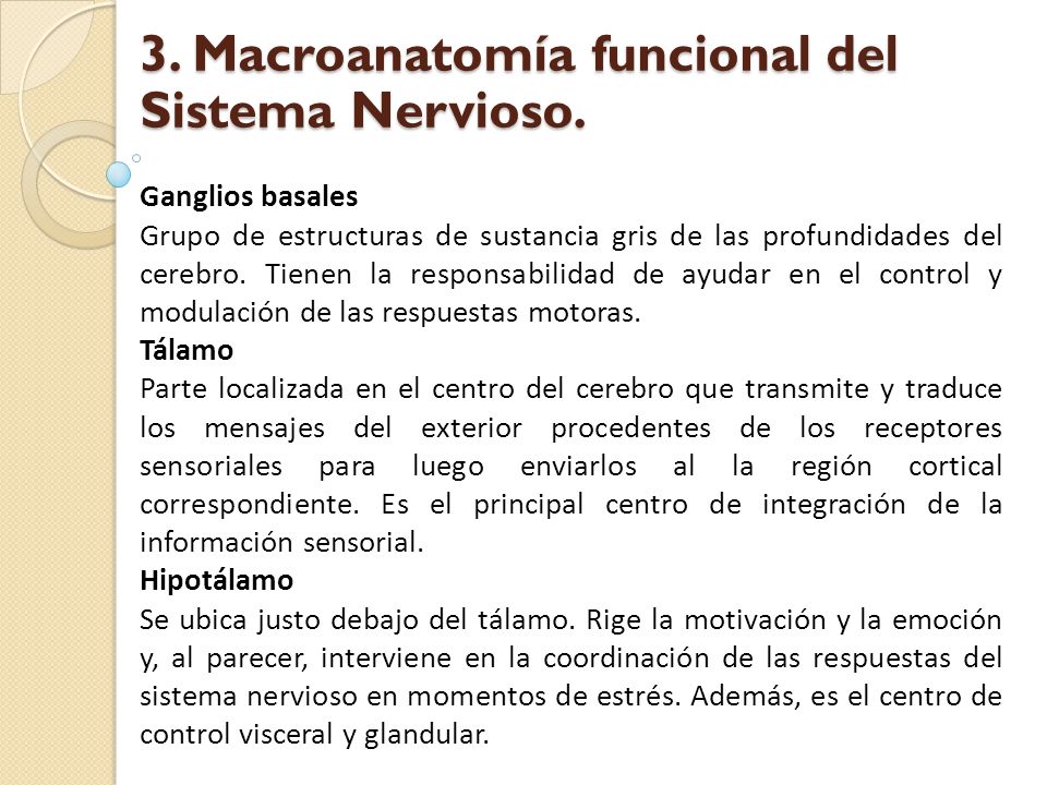 3. Macroanatomía funcional del Sistema Nervioso.
