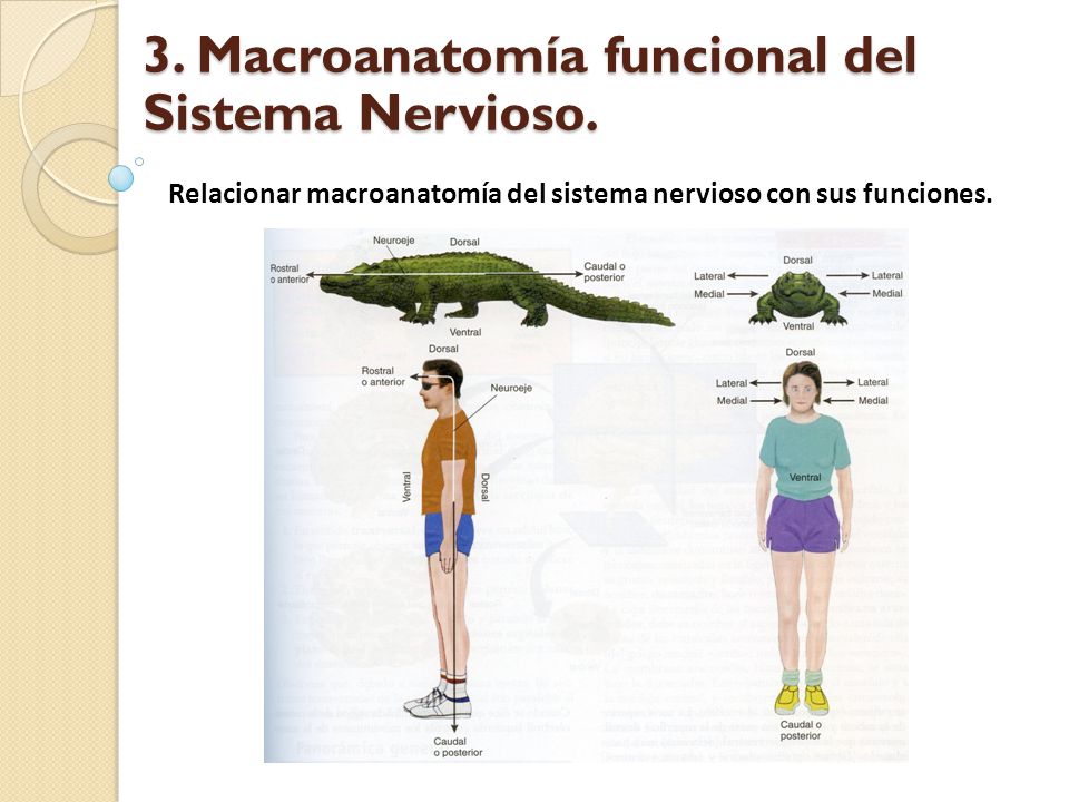 3. 3. Macroanatomía funcional del Sistema Nervioso.