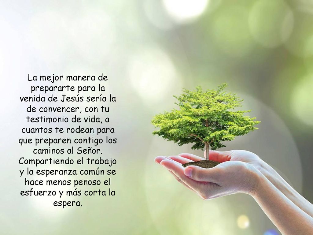 La mejor manera de prepararte para la venida de Jesús sería la de convencer, con tu testimonio de vida, a cuantos te rodean para que preparen contigo los caminos al Señor.