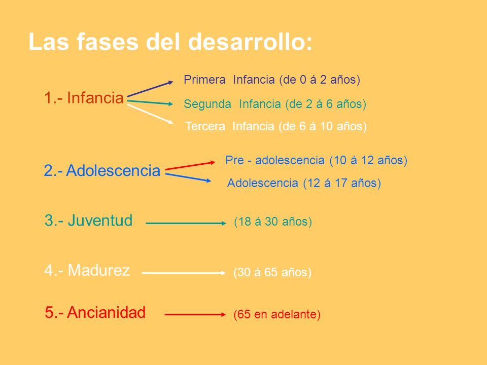 Las fases del desarrollo: