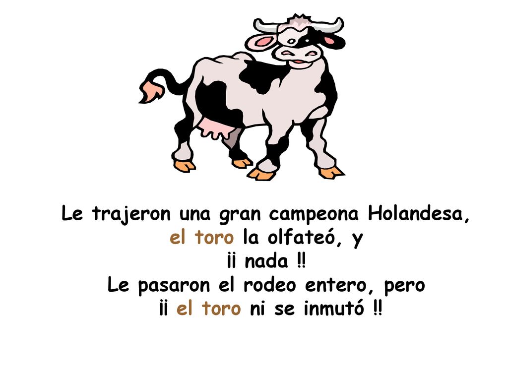 Le trajeron una gran campeona Holandesa, el toro la olfateó, y