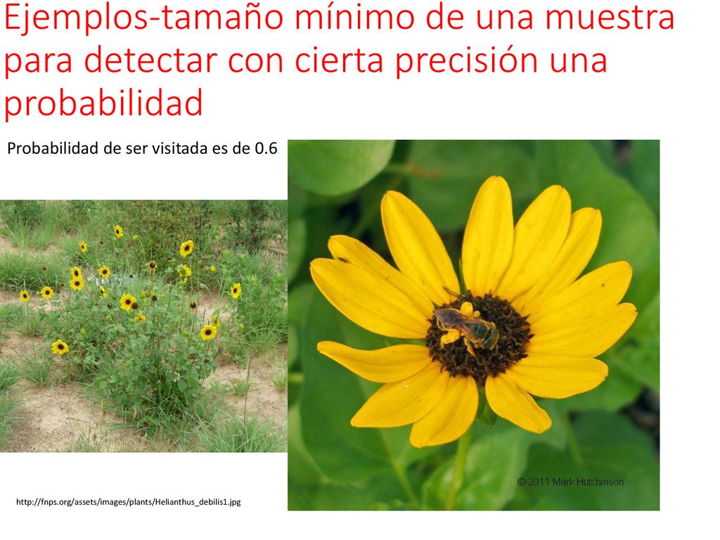 Ejemplos-tamaño mínimo de una muestra para detectar con cierta precisión una probabilidad