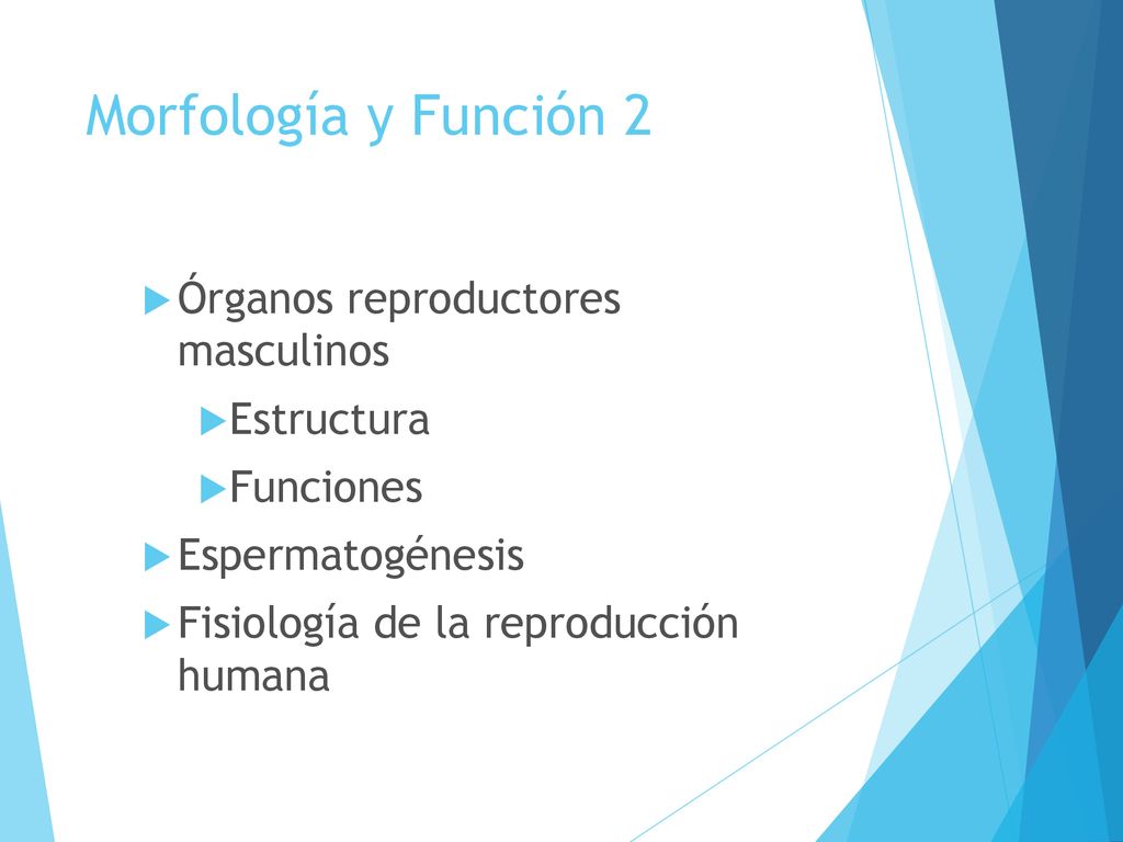 Morfología y Función 2 Órganos reproductores masculinos Estructura