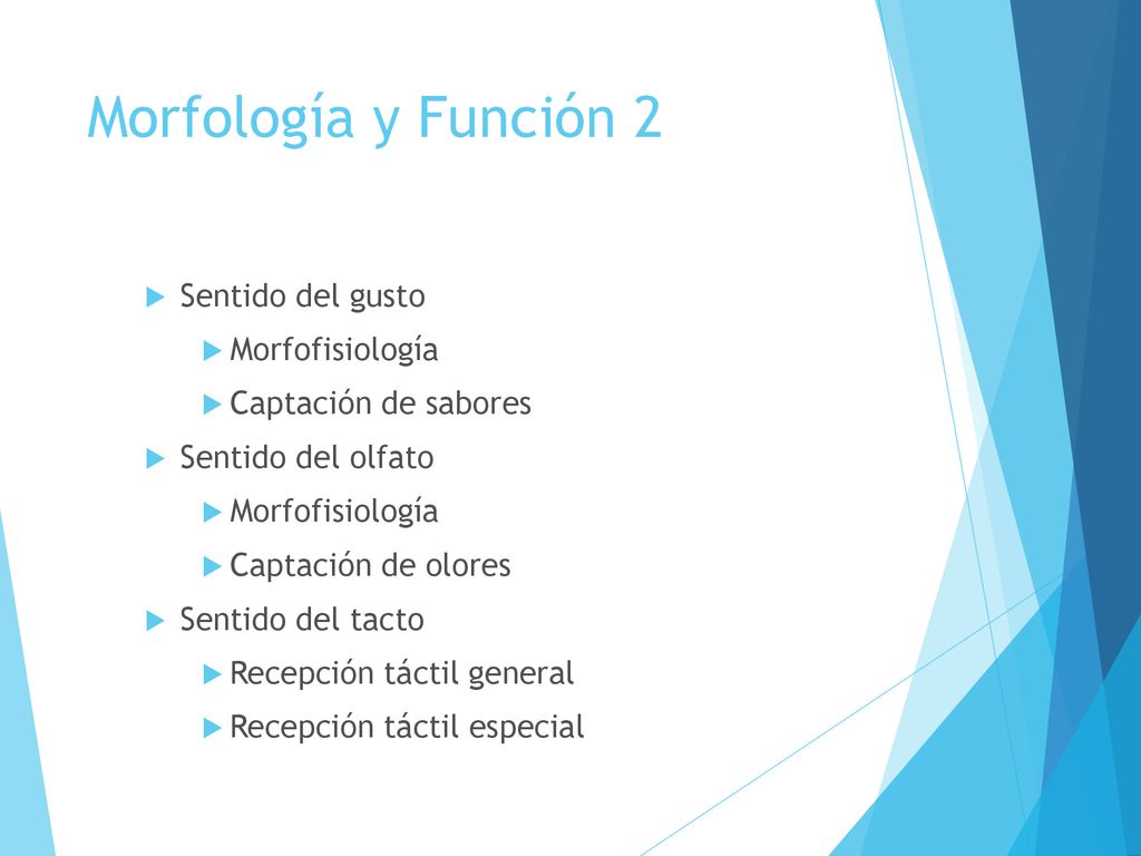Morfología y Función 2 Sentido del gusto Morfofisiología