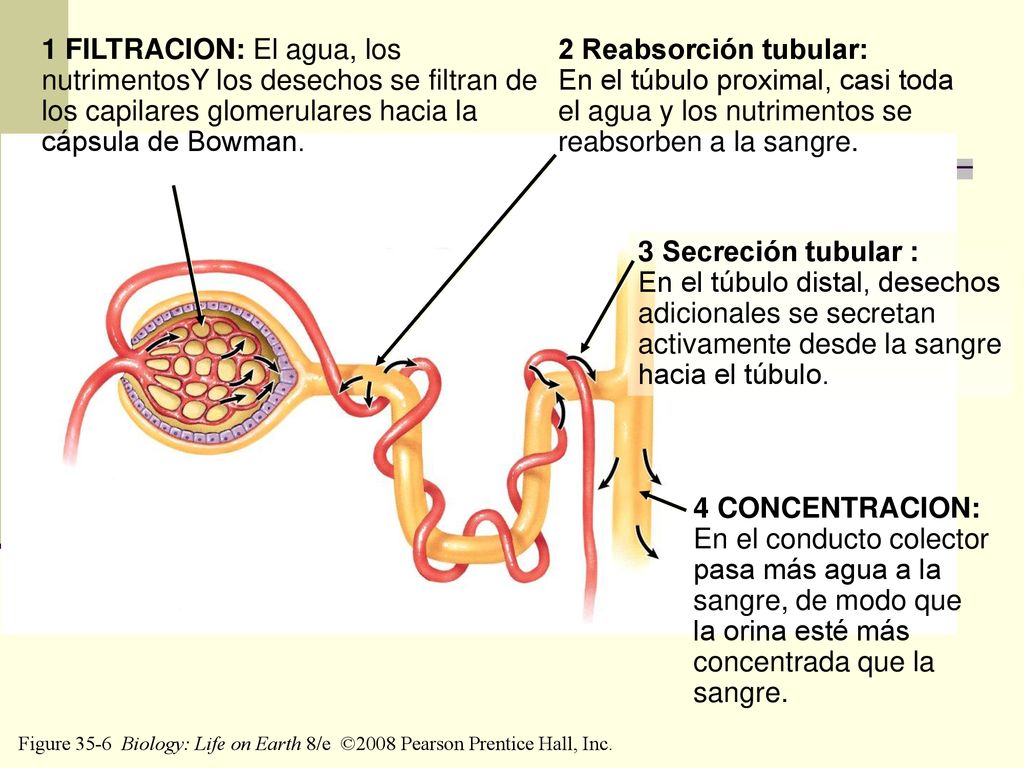 1 FILTRACION: El agua, los nutrimentosY los desechos se filtran de