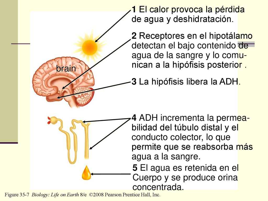 1 El calor provoca la pérdida de agua y deshidratación.