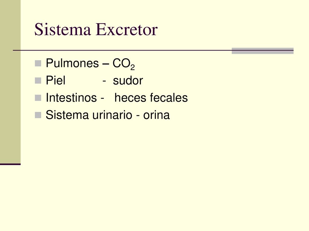 Sistema Excretor Pulmones – CO2 Piel - sudor