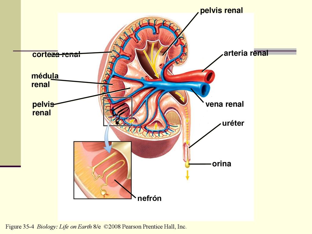 pelvis renal arteria renal corteza renal médula renal pelvis