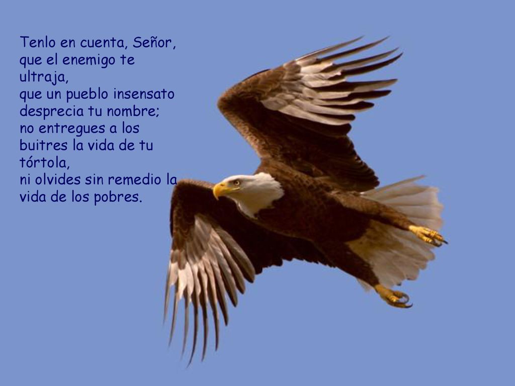 Tenlo en cuenta, Señor, que el enemigo te ultraja,