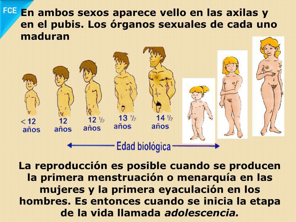 FCE En ambos sexos aparece vello en las axilas y en el pubis. Los órganos sexuales de cada uno maduran.