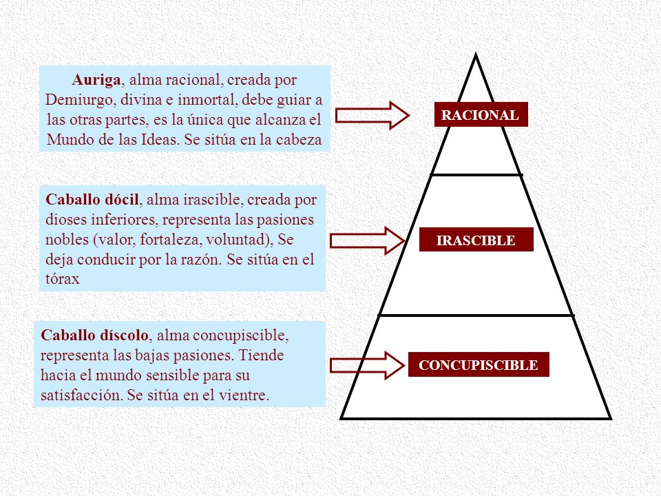 Auriga, alma racional, creada por Demiurgo, divina e inmortal, debe guiar a las otras partes, es la única que alcanza el Mundo de las Ideas. Se sitúa en la cabeza