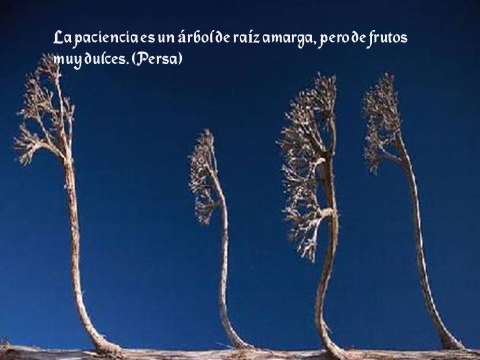 La paciencia es un árbol de raíz amarga, pero de frutos muy dulces