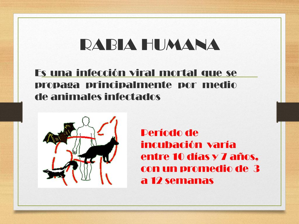 RABIA HUMANA Es una infección viral mortal que se propaga principalmente por medio de animales infectados.
