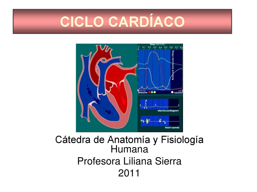 Cátedra de Anatomía y Fisiología Humana Profesora Liliana Sierra 2011