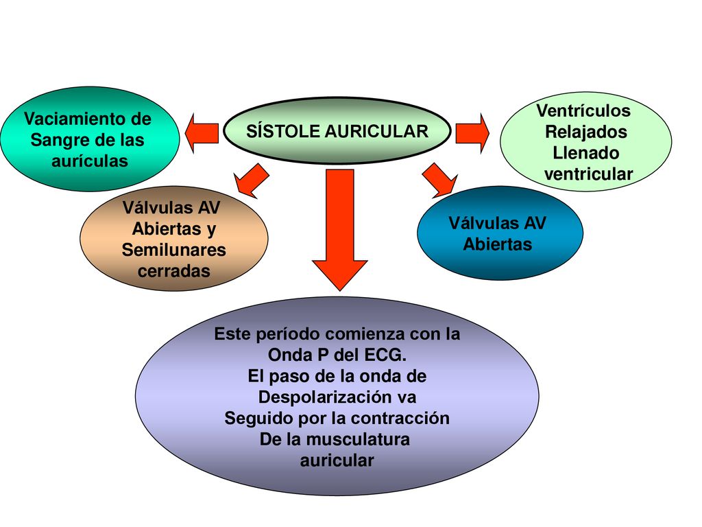 Este período comienza con la Seguido por la contracción