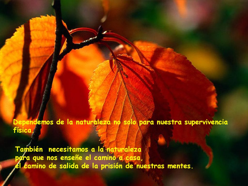 Dependemos de la naturaleza no solo para nuestra supervivencia física.