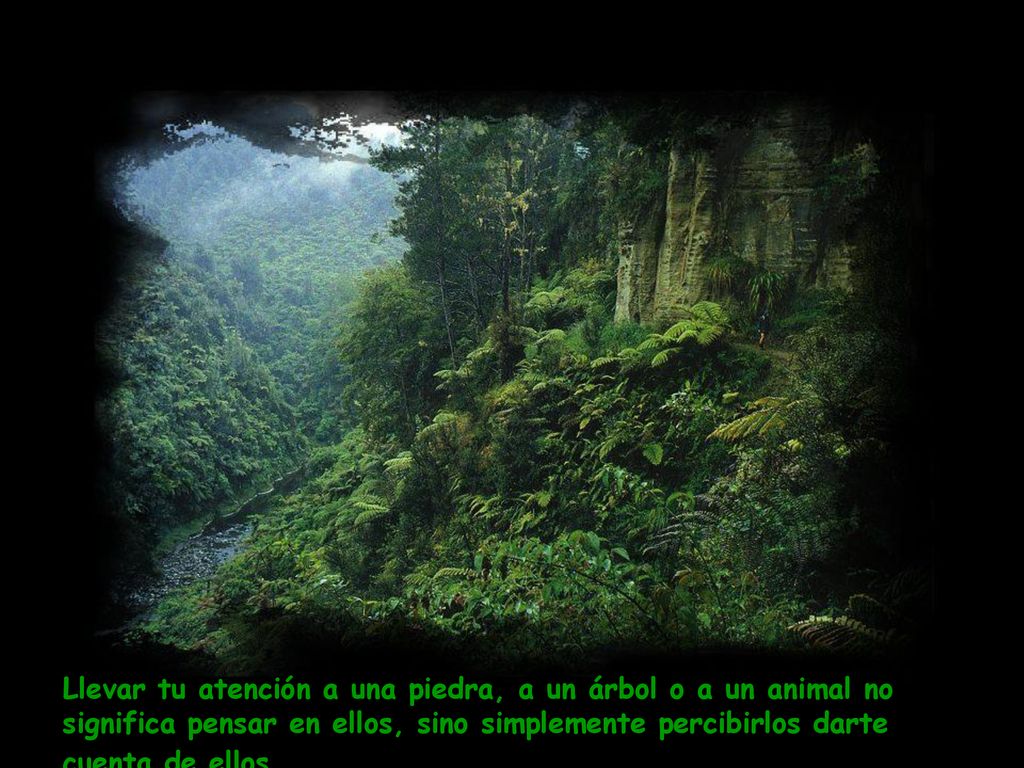 Llevar tu atención a una piedra, a un árbol o a un animal no significa pensar en ellos, sino simplemente percibirlos darte cuenta de ellos.