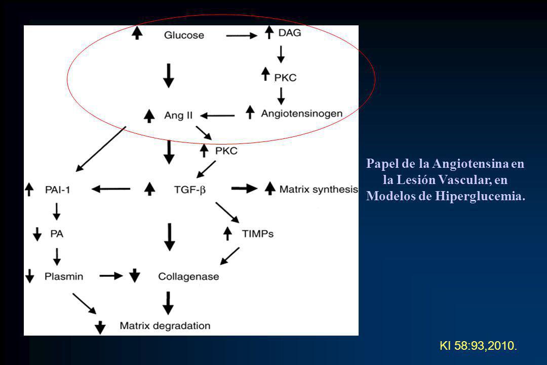 Papel de la Angiotensina en la Lesión Vascular, en Modelos de Hiperglucemia.