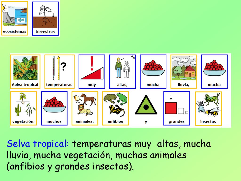 Selva tropical: temperaturas muy altas, mucha lluvia, mucha vegetación, muchas animales (anfibios y grandes insectos).
