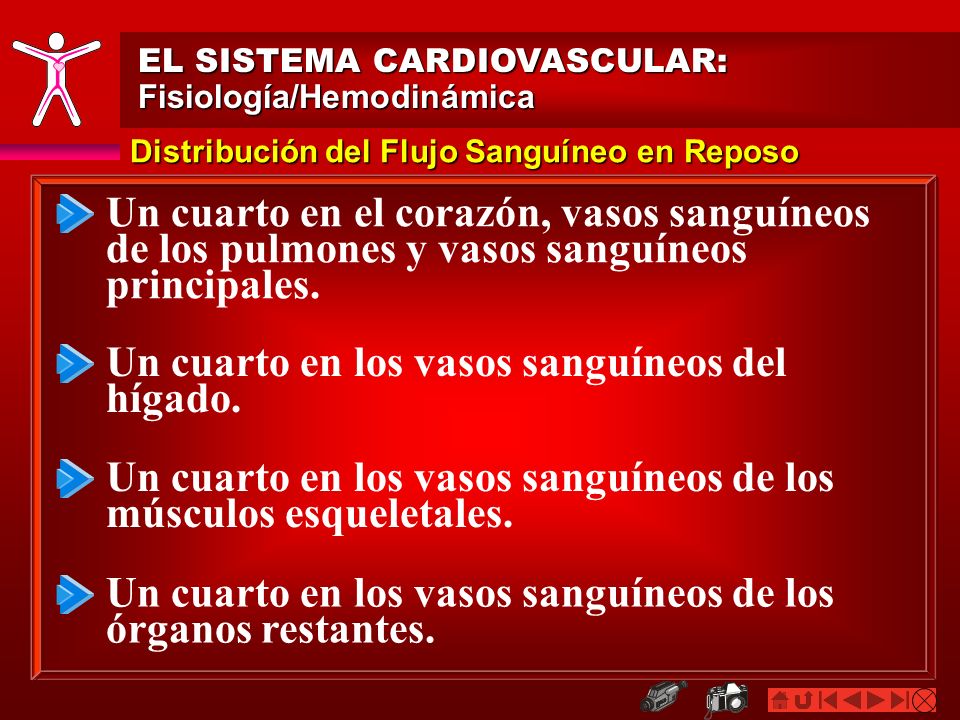 Un cuarto en los vasos sanguíneos del hígado.