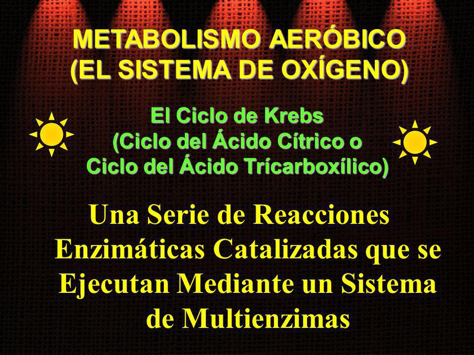 METABOLISMO AERÓBICO (EL SISTEMA DE OXÍGENO) El Ciclo de Krebs. (Ciclo del Ácido Cítrico o. Ciclo del Ácido Trícarboxílico)