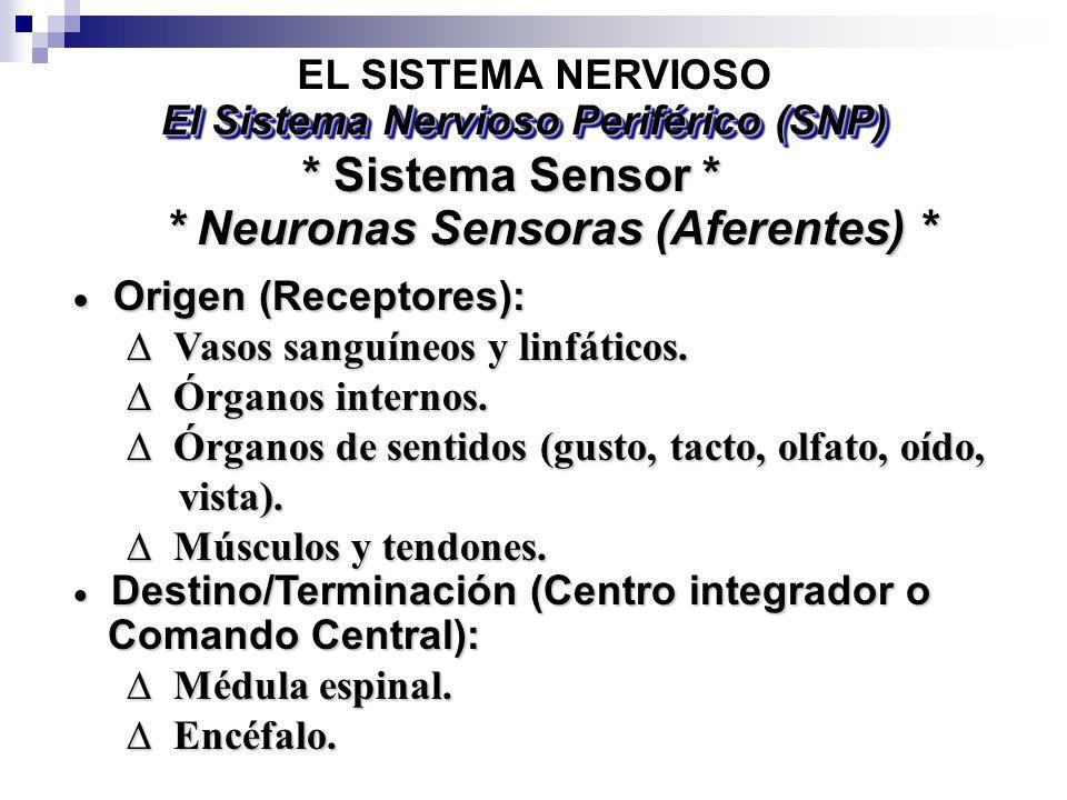 El Sistema Nervioso Periférico (SNP) * Neuronas Sensoras (Aferentes) *