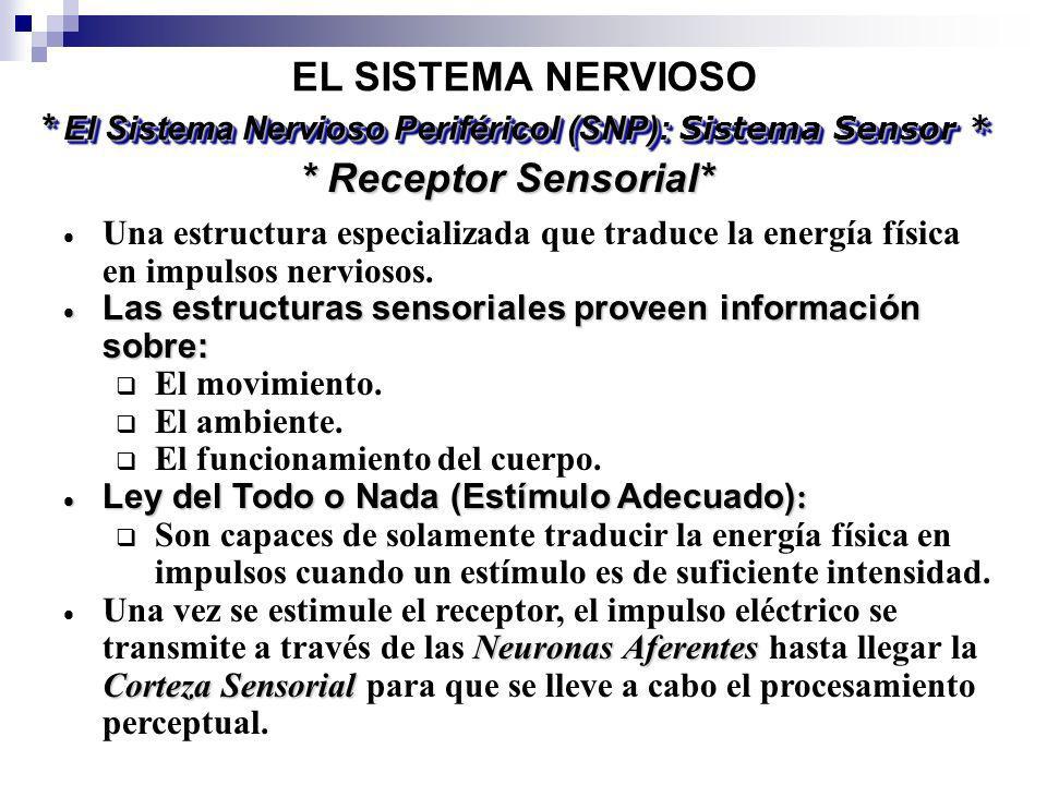 * El Sistema Nervioso Periféricol (SNP): Sistema Sensor *