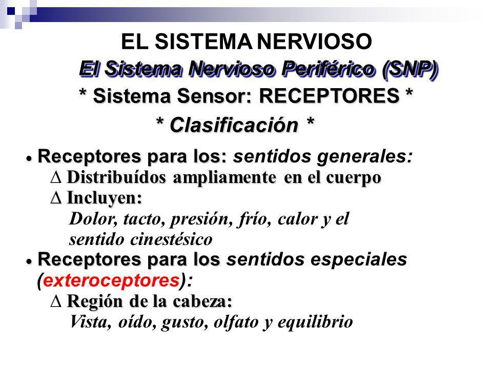 El Sistema Nervioso Periférico (SNP) * Sistema Sensor: RECEPTORES *
