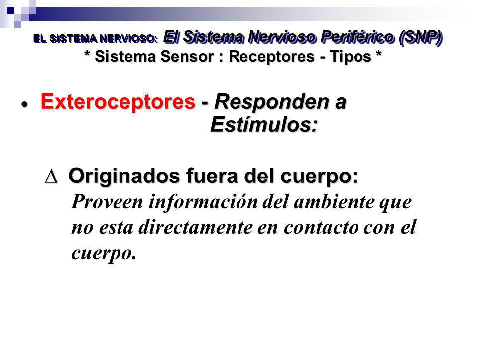 Exteroceptores - Responden a Estímulos: Originados fuera del cuerpo: