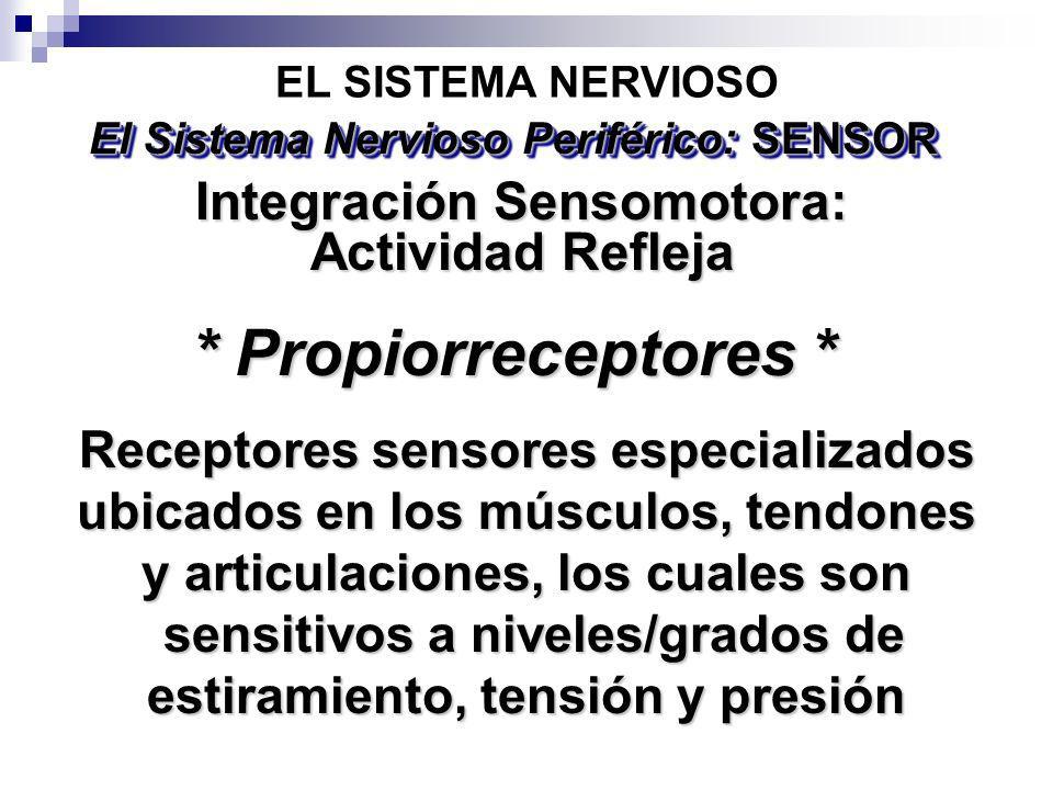 * Propiorreceptores * Integración Sensomotora: Actividad Refleja