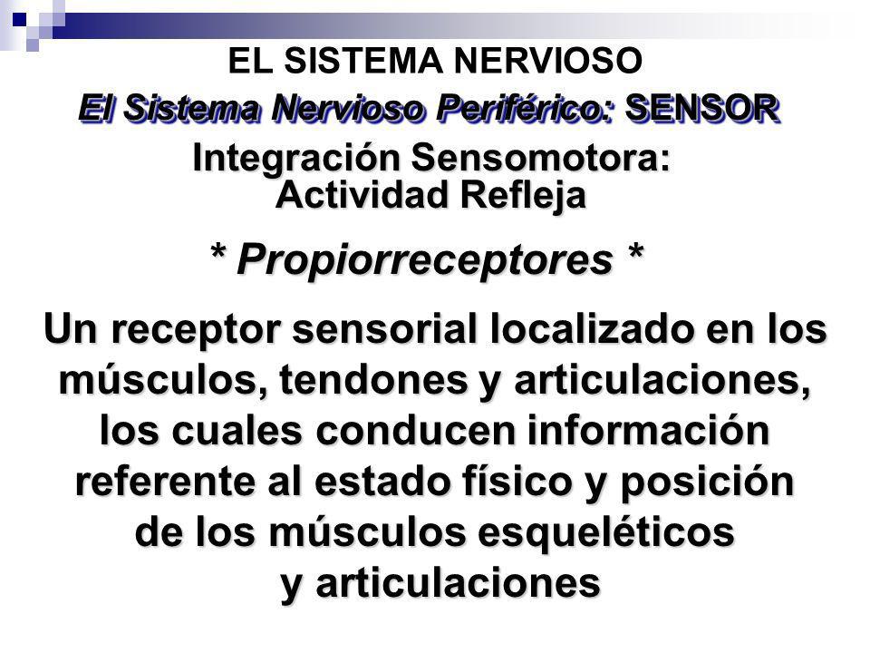 EL SISTEMA NERVIOSO El Sistema Nervioso Periférico: SENSOR. Integración Sensomotora: Actividad Refleja.