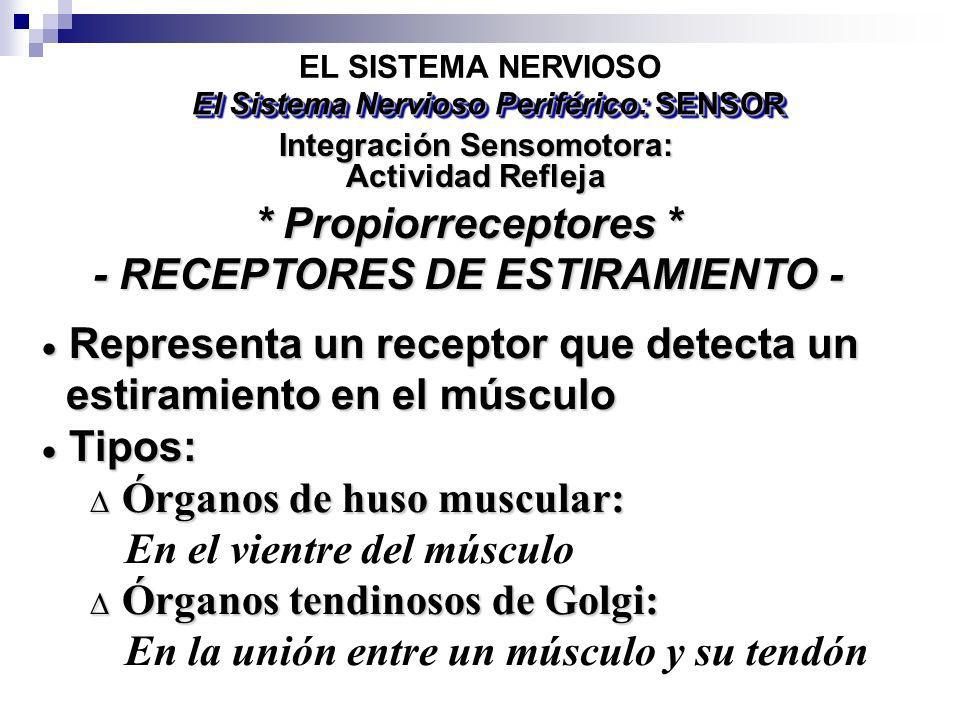 * Propiorreceptores * - RECEPTORES DE ESTIRAMIENTO -